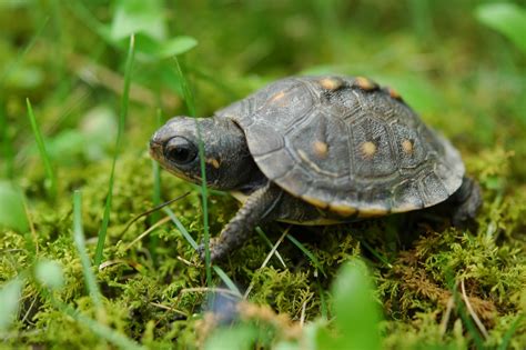 養陸龜禁忌|養龜禁忌，應該注意的6件事 Turtle Care : Avoid ...